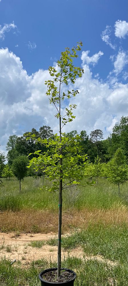 quercus-pagoda-cherrybark-oak