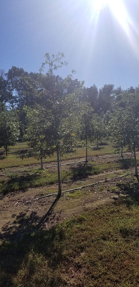quercus-palustris-pin-oak