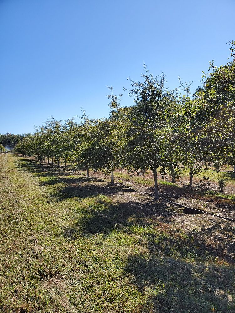 quercus-palustris-pin-oak