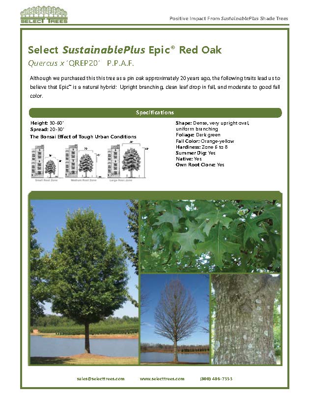 quercus-palustris-pin-oak