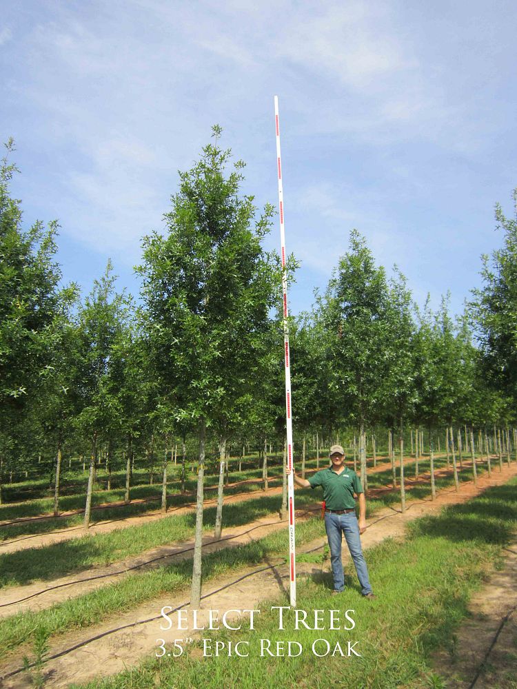 quercus-palustris-pin-oak