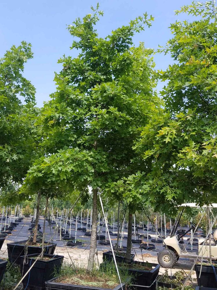 quercus-palustris-pin-oak