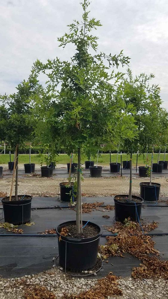 quercus-palustris-pin-oak