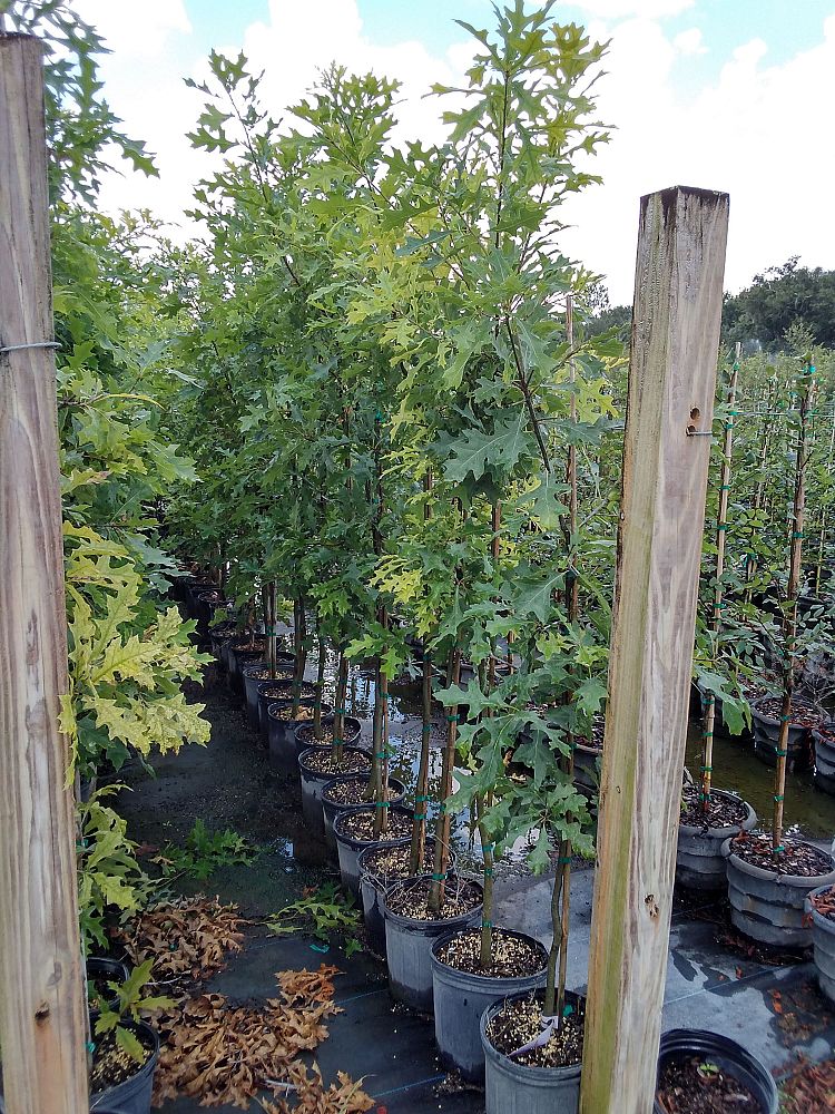 quercus-palustris-pin-oak