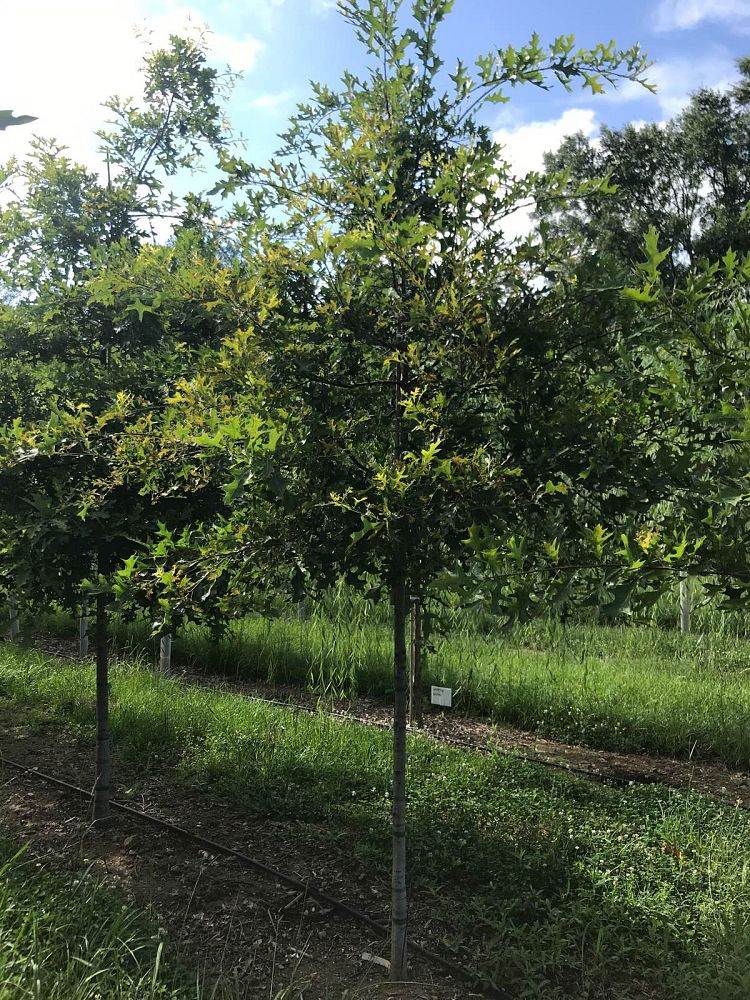 quercus-palustris-pin-oak