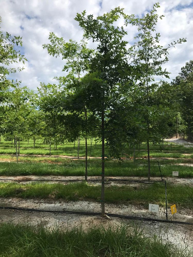 quercus-palustris-pin-oak