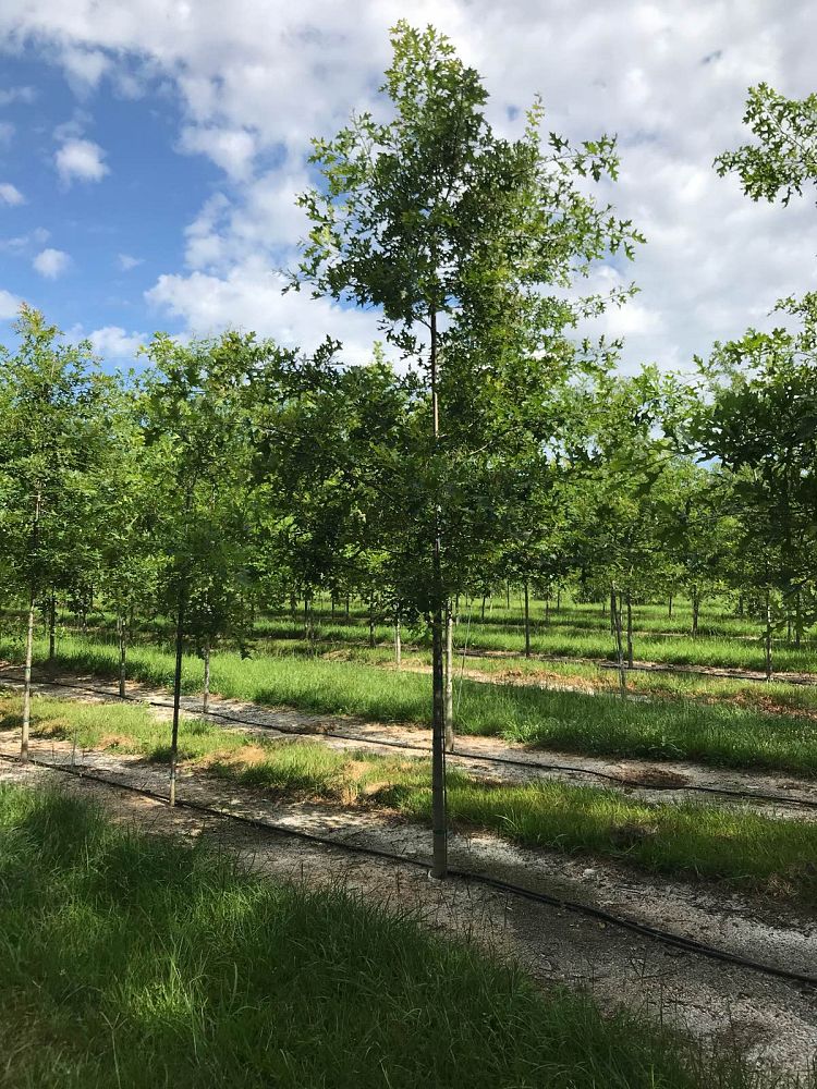 quercus-palustris-pin-oak