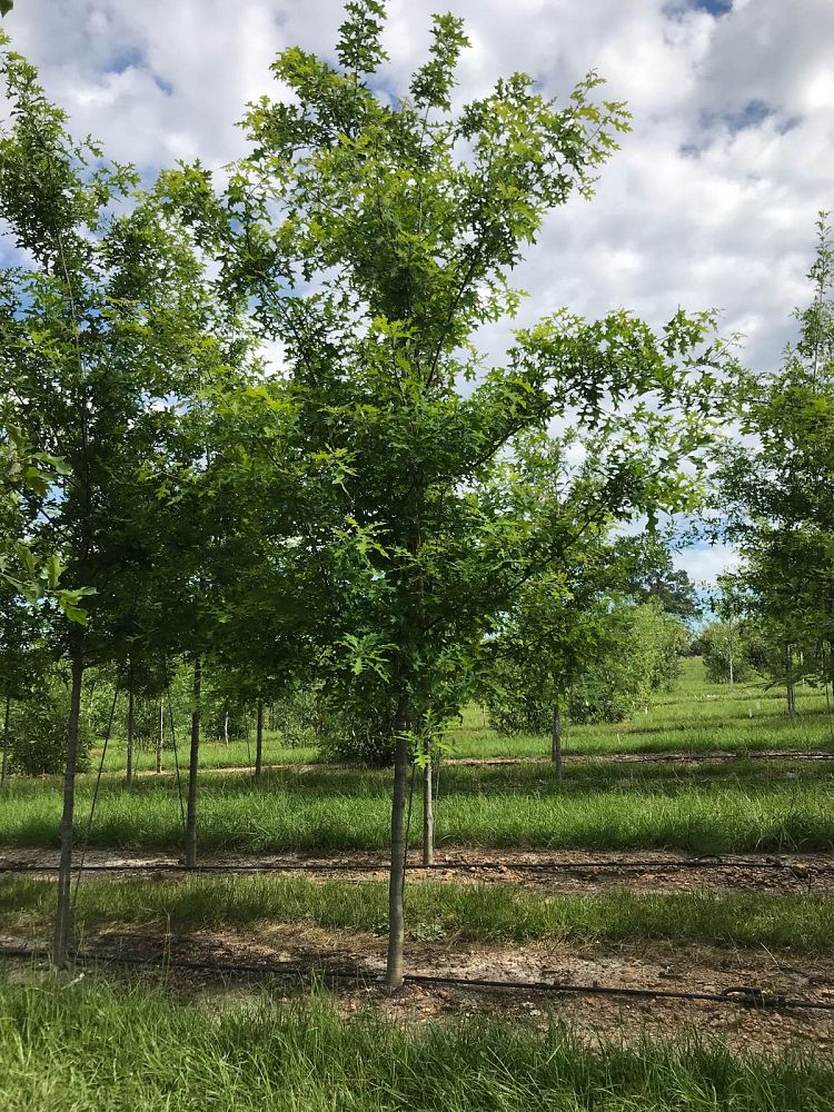 quercus-palustris-pin-oak