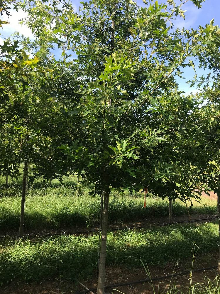 quercus-palustris-pin-oak