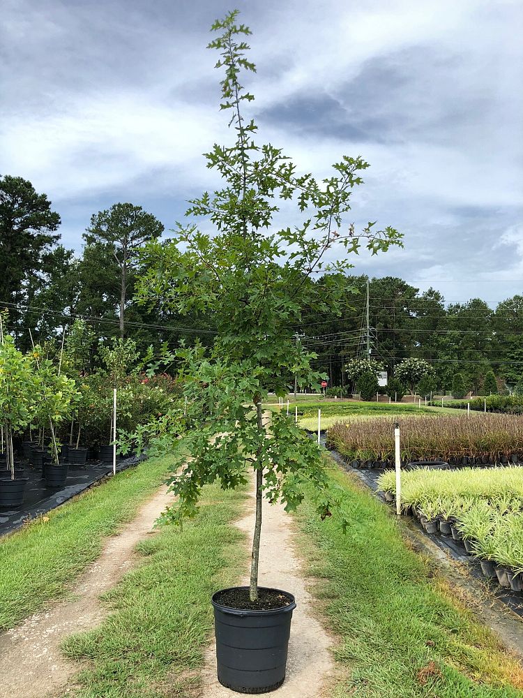 quercus-palustris-pin-oak
