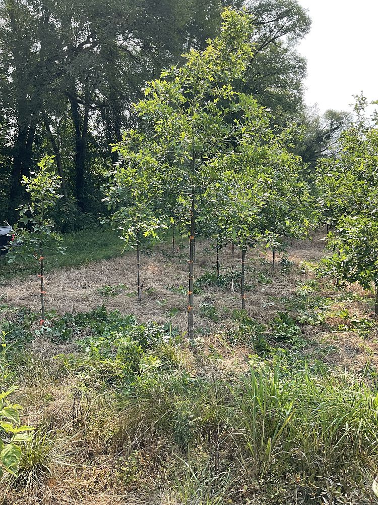 quercus-palustris-pin-oak
