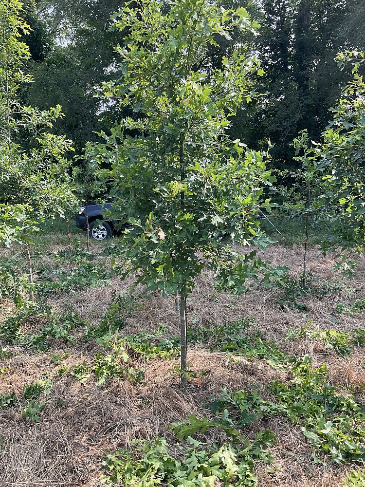 quercus-palustris-pin-oak