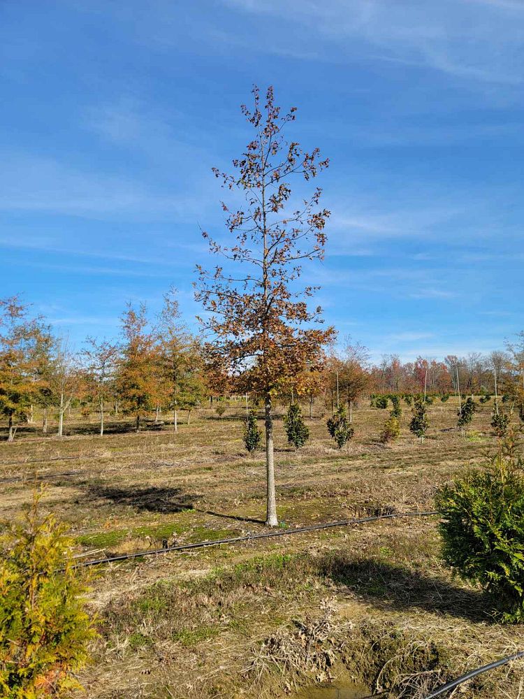 quercus-palustris-pin-oak