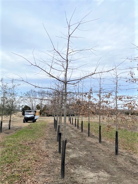 quercus-palustris-pin-oak