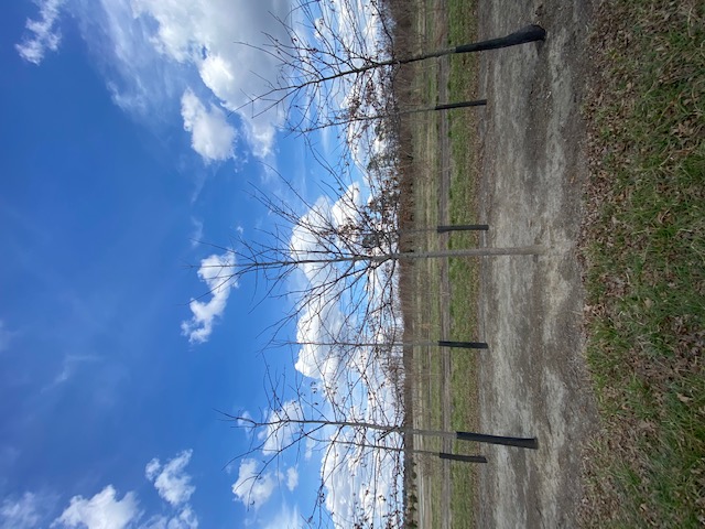 quercus-palustris-pin-oak