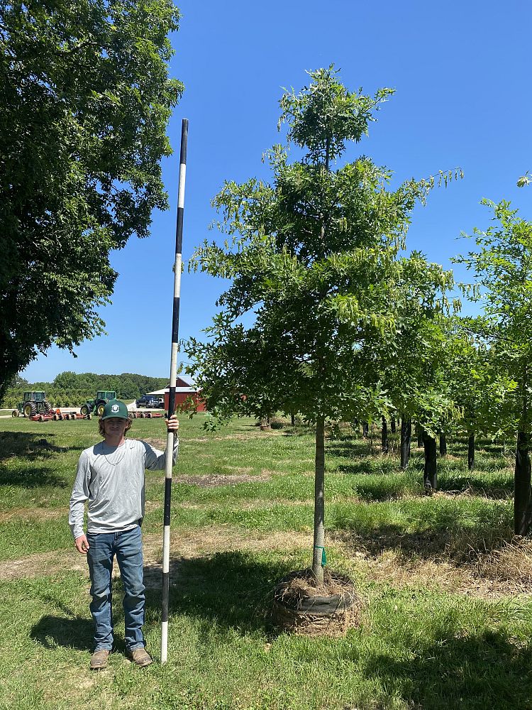 quercus-palustris-pin-oak