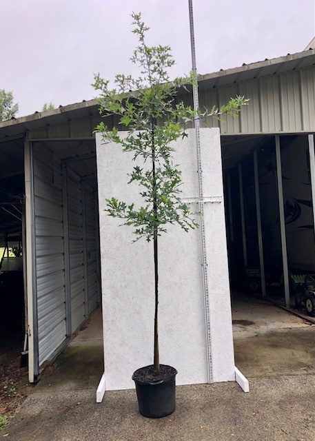 quercus-palustris-pin-oak