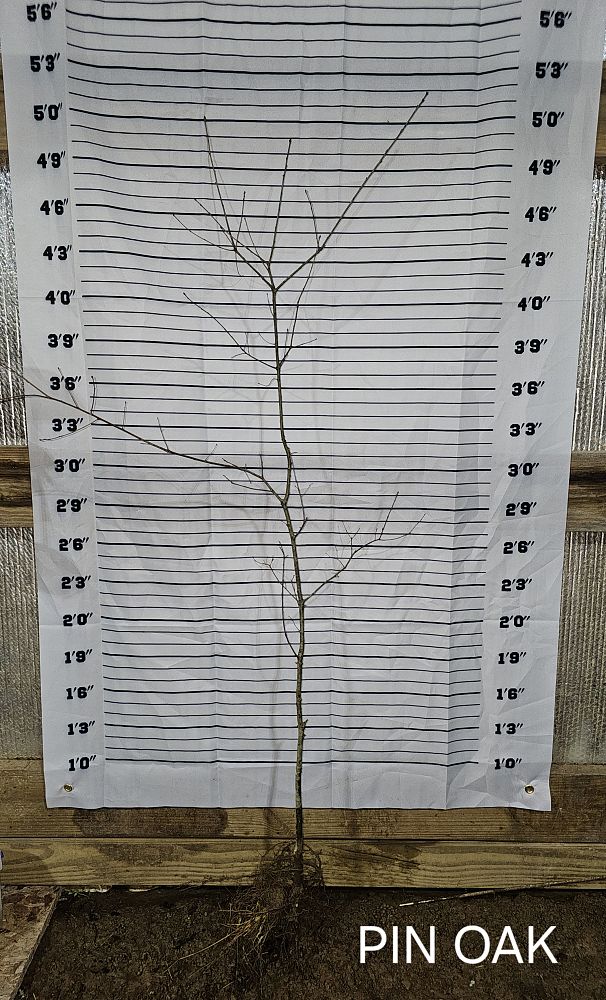 quercus-palustris-pin-oak