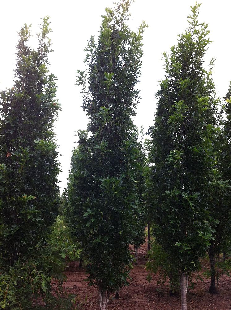 quercus-palustris-pringreen-green-pillar-pin-oak