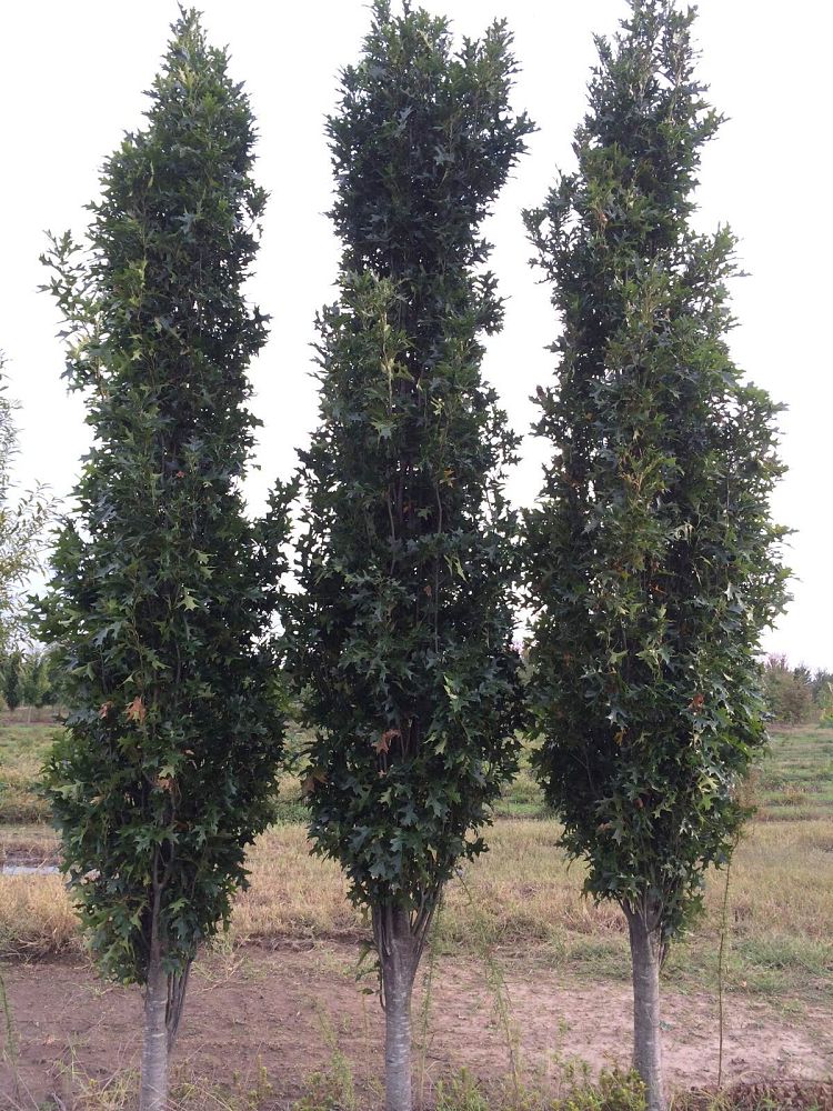 quercus-palustris-pringreen-green-pillar-pin-oak