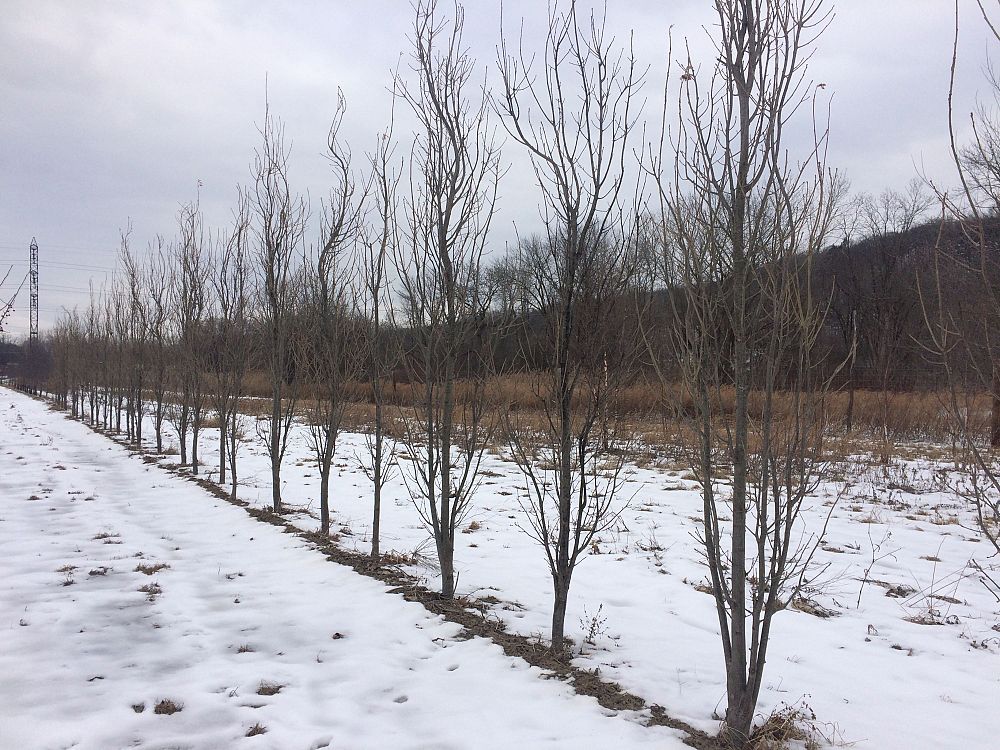 quercus-palustris-pringreen-green-pillar-pin-oak