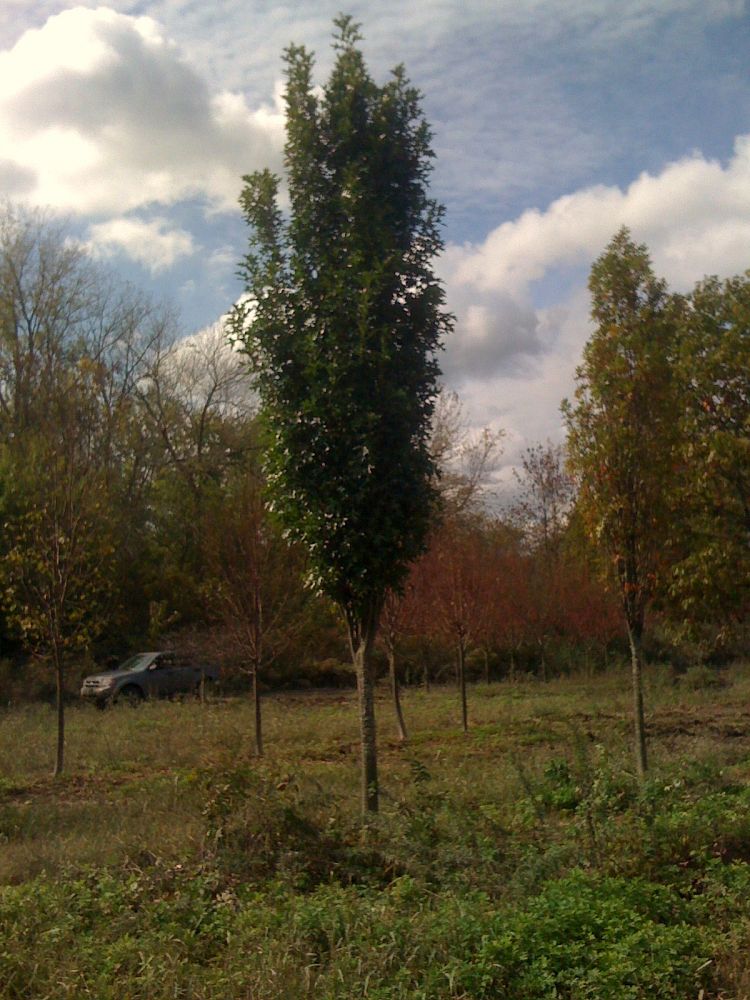 quercus-palustris-pringreen-green-pillar-pin-oak