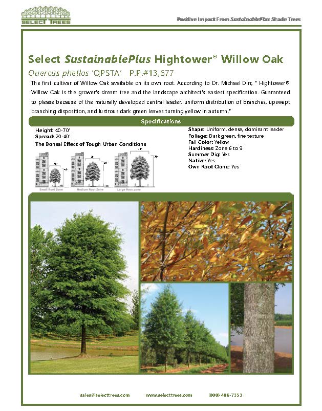 quercus-phellos-hightower-willow-oak