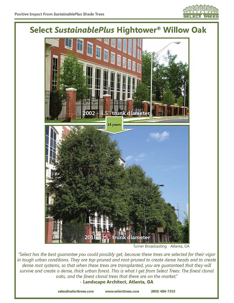 quercus-phellos-hightower-willow-oak