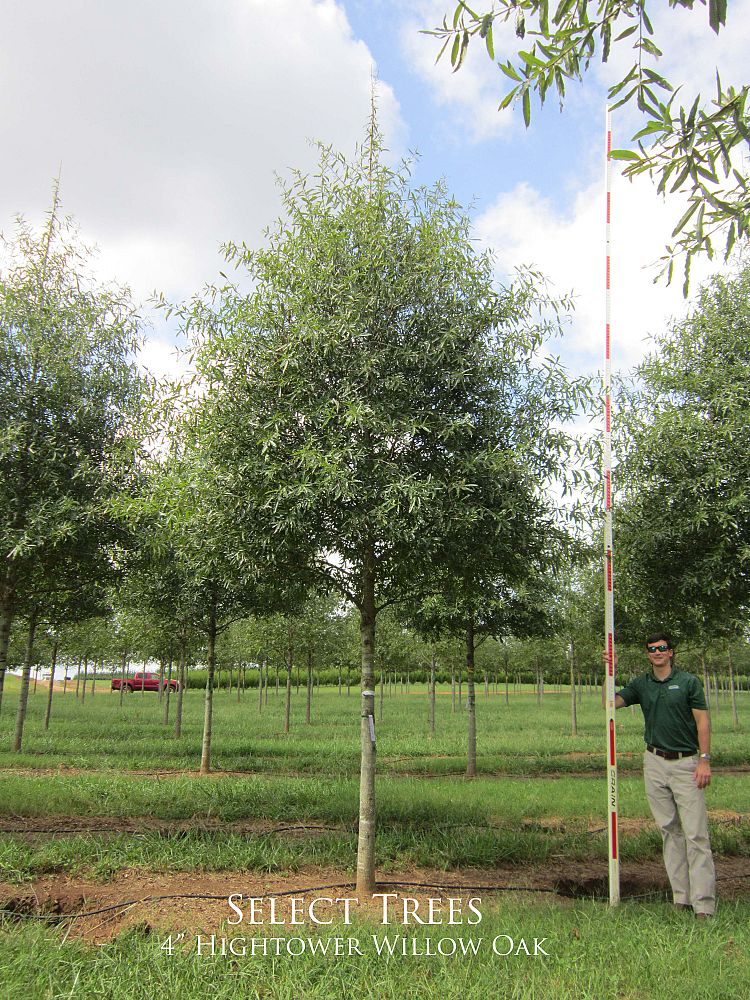 quercus-phellos-hightower-willow-oak
