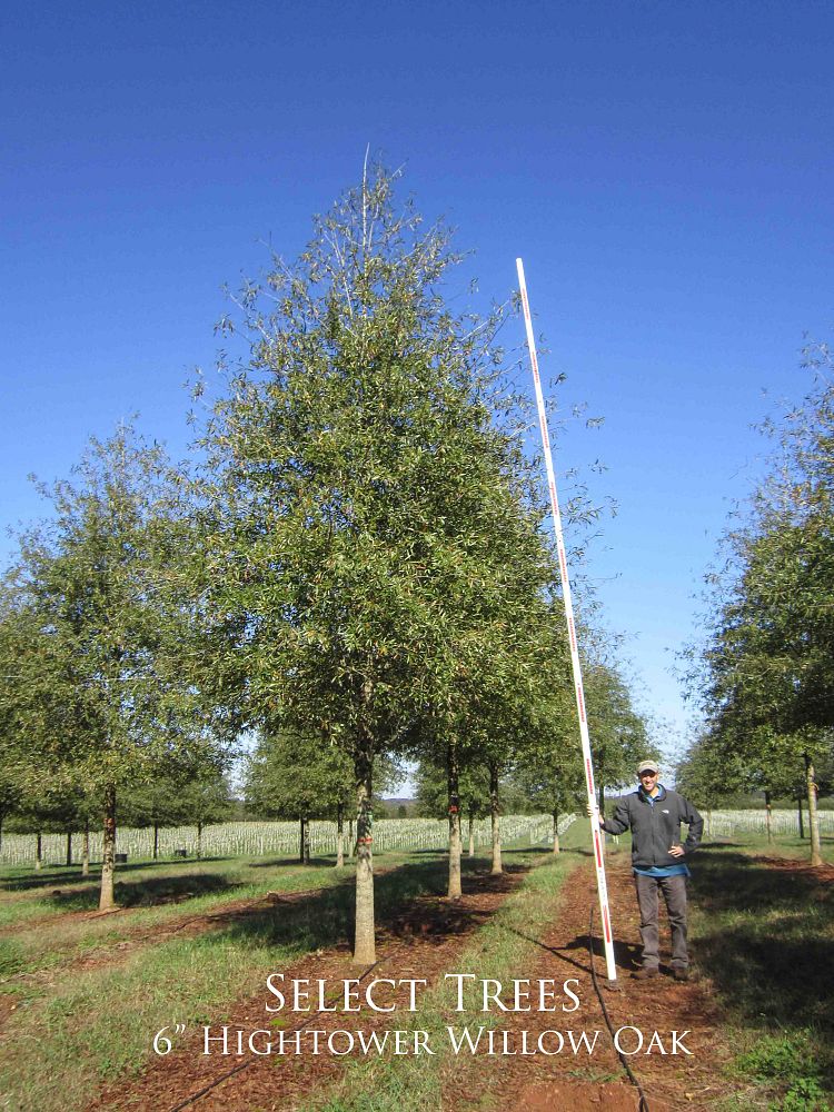 quercus-phellos-hightower-willow-oak