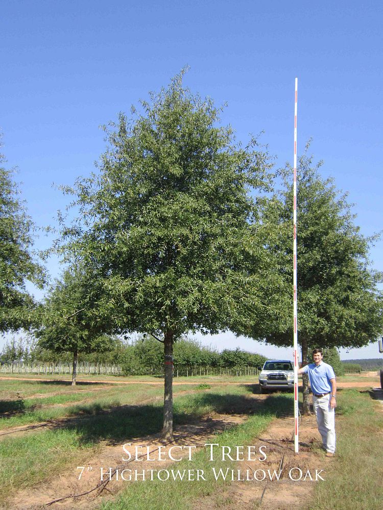 quercus-phellos-hightower-willow-oak