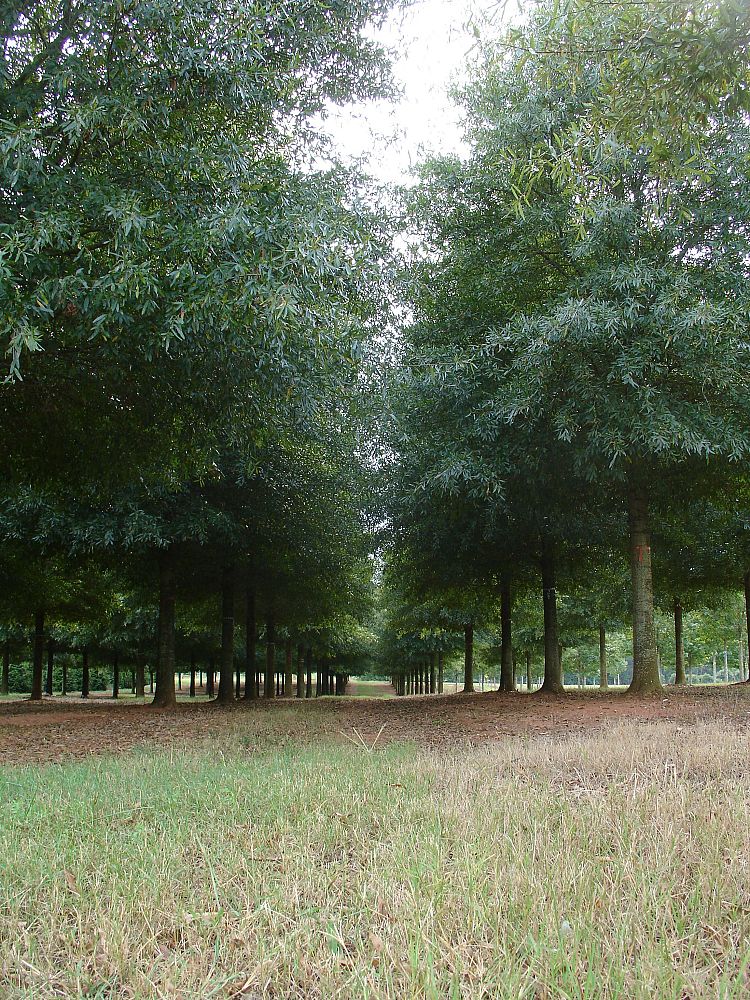 quercus-phellos-hightower-willow-oak