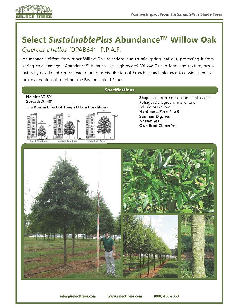 quercus-phellos-qpab64-willow-oak-abundance-willow-oak