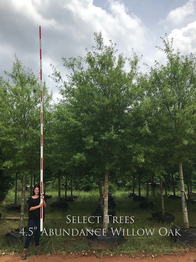 quercus-phellos-qpab64-willow-oak-abundance-willow-oak