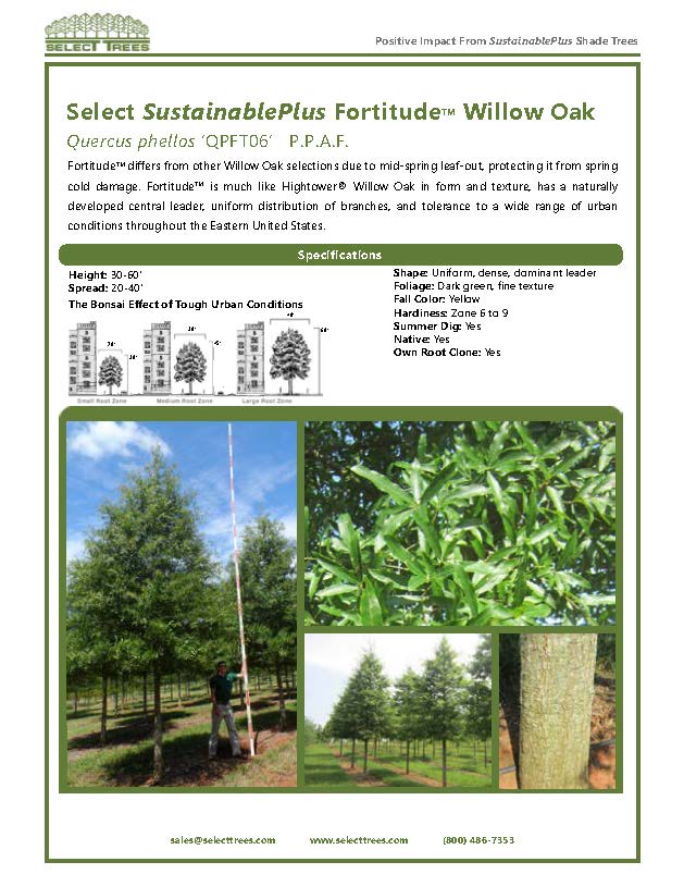 quercus-phellos-qpft06-willow-oak-fortitude