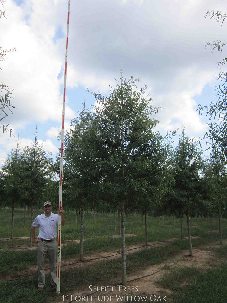 quercus-phellos-qpft06-willow-oak-fortitude