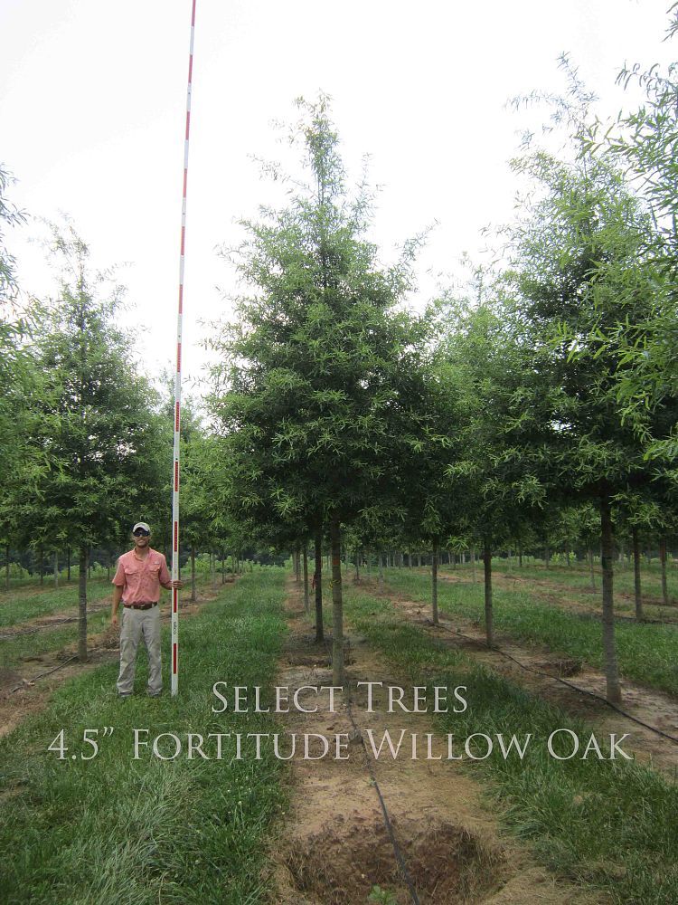 quercus-phellos-qpft06-willow-oak-fortitude