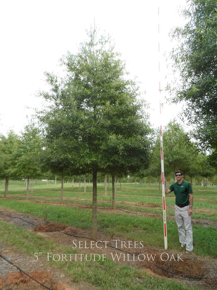 quercus-phellos-qpft06-willow-oak-fortitude