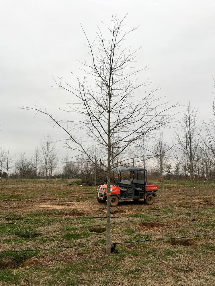 quercus-phellos-qpsta-willow-oak-hightower