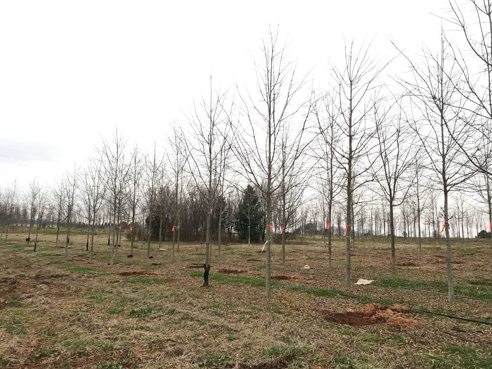 quercus-phellos-qpsta-willow-oak-hightower