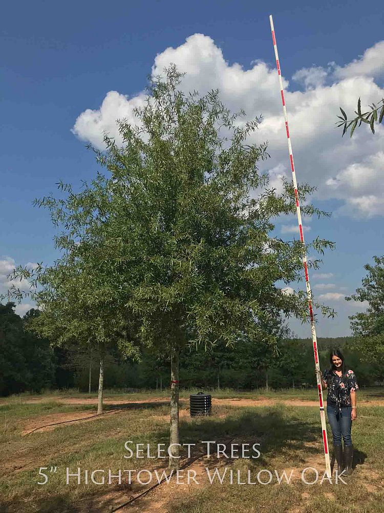 quercus-phellos-qpsta-willow-oak-hightower
