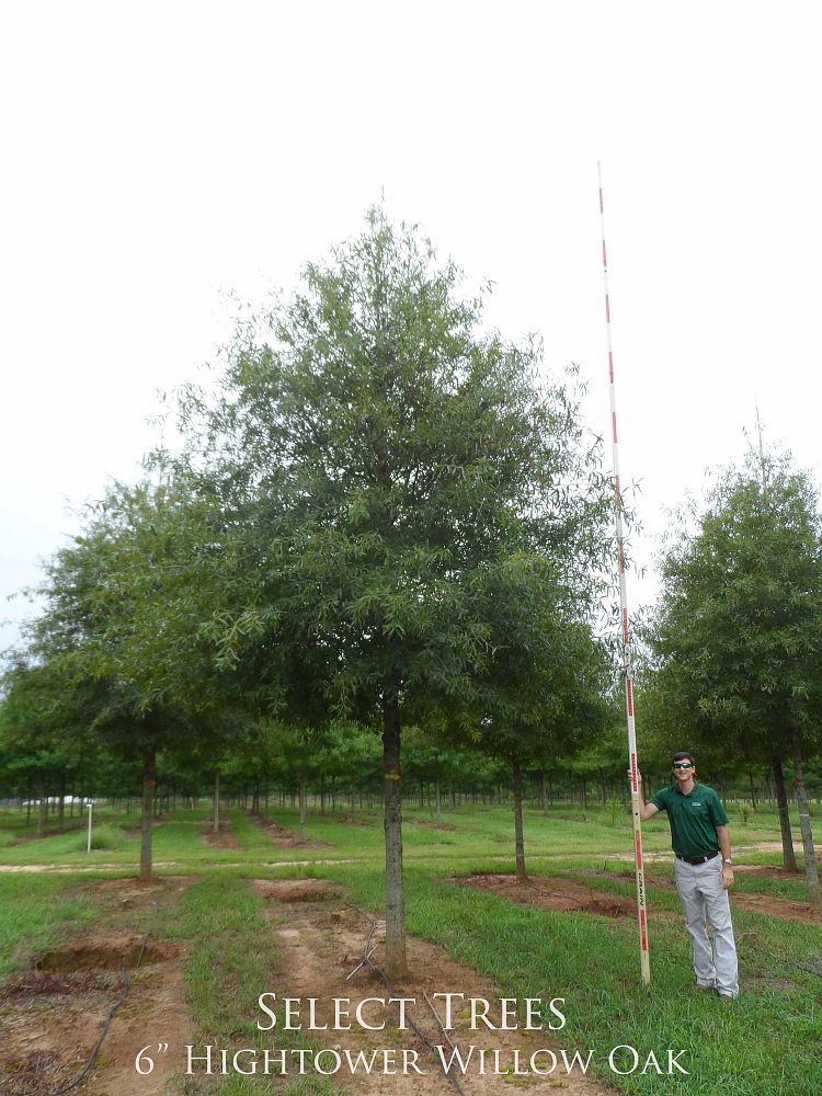 quercus-phellos-qpsta-willow-oak-hightower