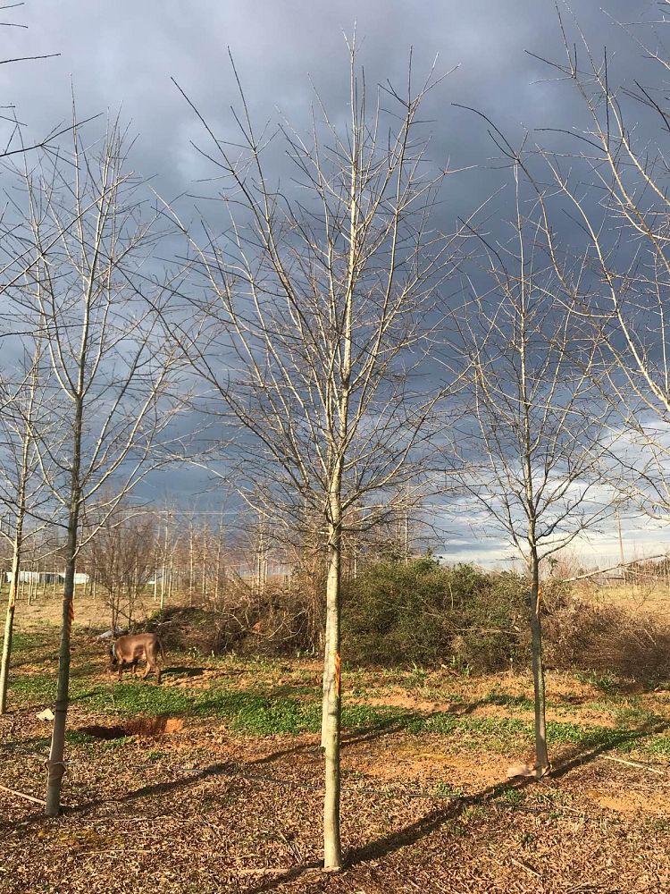 quercus-phellos-qpsta-willow-oak-hightower