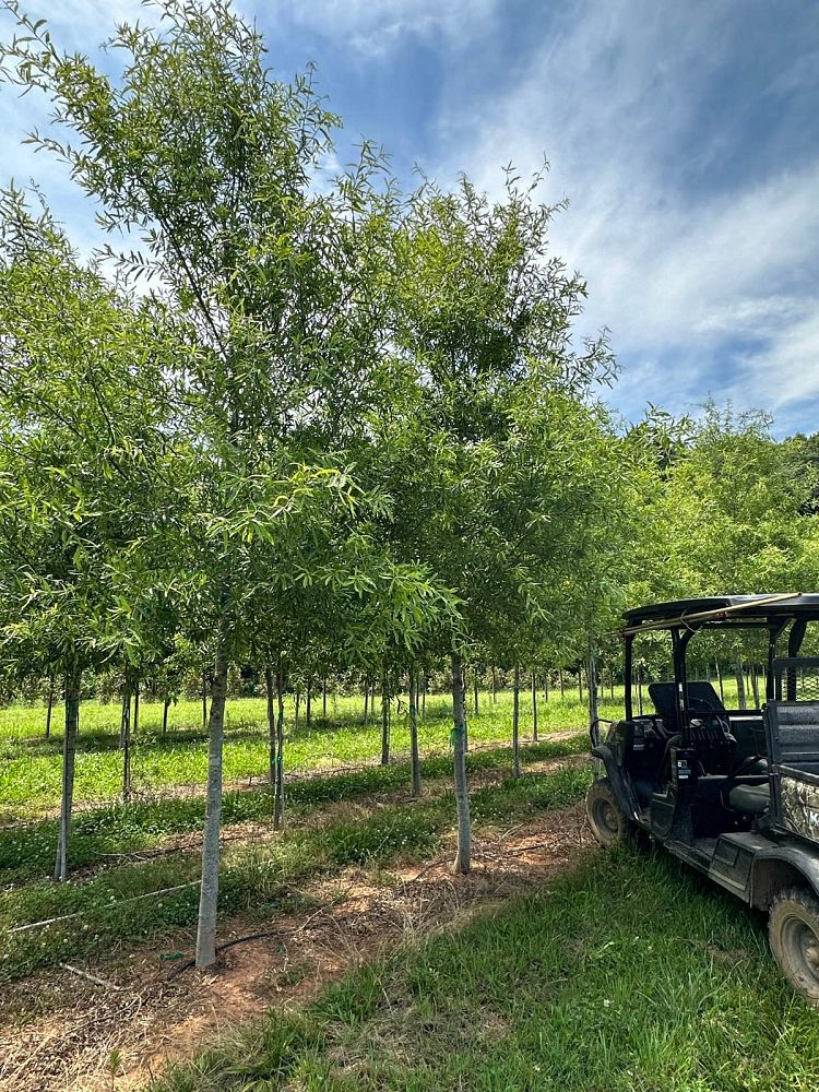 quercus-phellos-qpsta-willow-oak-hightower