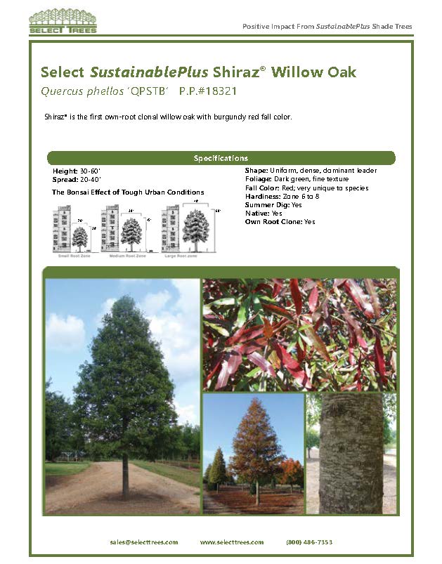 quercus-phellos-qpstb-willow-oak-shiraz