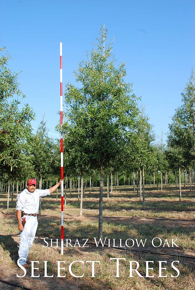 quercus-phellos-qpstb-willow-oak-shiraz