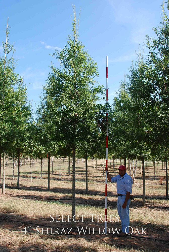 quercus-phellos-qpstb-willow-oak-shiraz