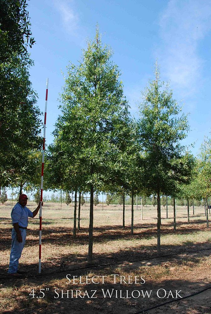 quercus-phellos-qpstb-willow-oak-shiraz