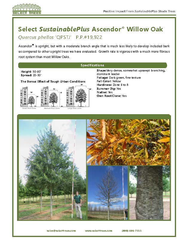 quercus-phellos-qpstj-willow-oak-ascendor