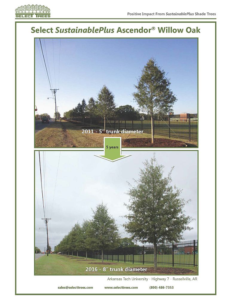 quercus-phellos-qpstj-willow-oak-ascendor